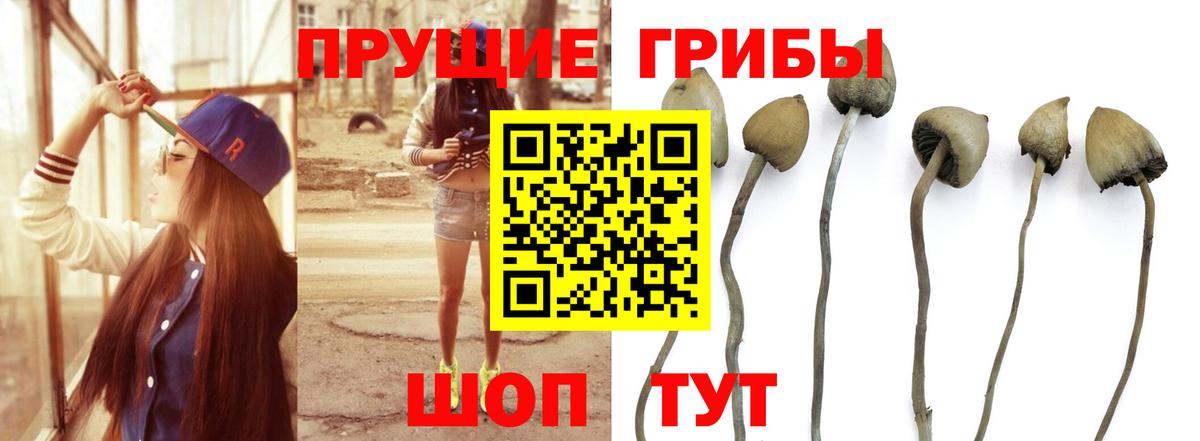 Лосино-Петровский  Галлюциногенные грибы Psilocybe  Вход с VPN 